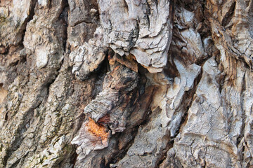 Gray texture of the trunk of an old tree in the forest, background.
