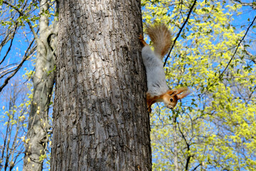 A squirrel on a tree upside down in mid-spring.