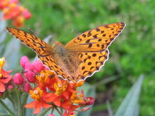 Schmetterling auf Blume - 486926142