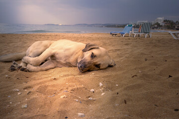 Hund am Strand.