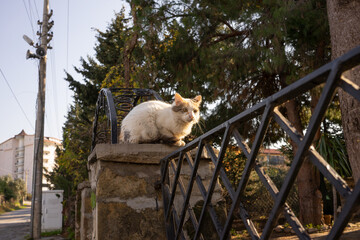 Weiße Katze am Tor.