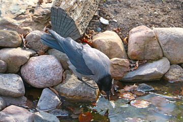 The crow drinks water from the pond. Close-up of the bird.