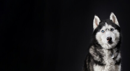 Husky dog banner, copy space on black background.