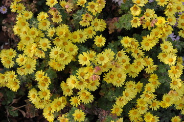 Chrysanthemums, sometimes called mums or chrysanths, are flowering plants of the genus Chrysanthemum in the family Asteraceae. They are native to East Asia and northeastern Europe. Most species origin