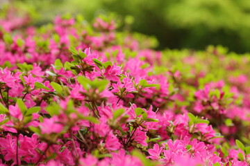 Fototapeta premium Rhododendron rosa