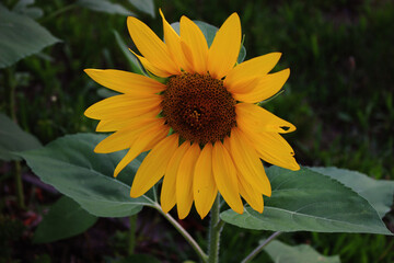 sunflower in the garden