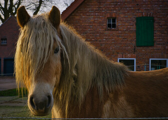 Beautiful horse with blonde curly mane © Tobster Tobi