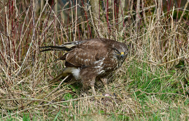 Mäusebussard // Common buzzard (Buteo buteo)