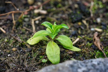 small green seedling plant 