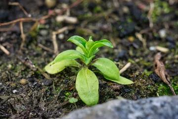Deurstickers small green seedling plant  © Tobster Tobi