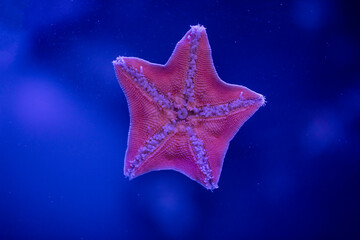 Amur starfish stuck to the glass. Beautiful deep sea animal Asterias amurensis.