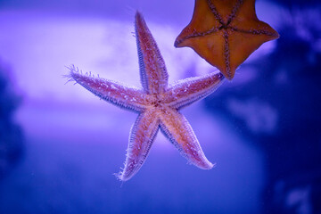 Amur starfish stuck to the glass. Beautiful deep sea animal Asterias amurensis.