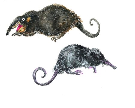 watercolor illustration of muskrats or desmans isolated on a white background