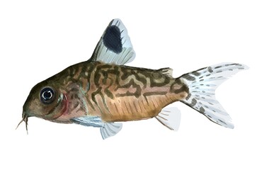 Catfish corydoras reticulatus, aquarium fish, watercolor illustration, digital painting, animal.