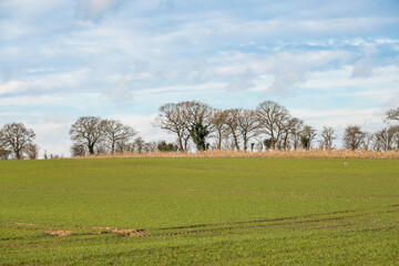 Arable crop field bathed in Norfolk bathed in golden light with a small woodland in the distance