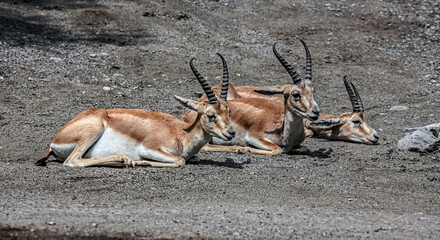 Three persian goitered gazelles on the ground. Latin name - Gazella subgutturosa