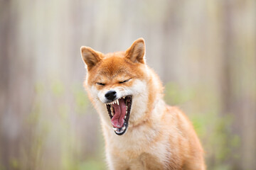 funny and happy shiba inu dog sitting in the forest at sunset. Red shiba inu female in spring