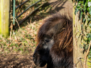 Head shot of a small Shetland Pony (Equus Caballus) in a field in the Norfolk countryside