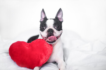 A contented and happy young Boston Terrier dog is sitting on a snow-white bed with a smile and a soft red heart. The concept of love, wedding and Valentine's day