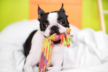 Funny Boston Terrier is playing with a colored toy on the bed in the bedroom at home.  The dog is happy and contented