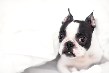 A sleepy young Boston Terrier dog lies in a snow-white bed in the morning, wrapped in a blanket, at home in the bedroom.