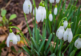 Close up of a patch of wild snowdrops (Galanthus nivalis) in full bloom in the countryside with intentional soft focus