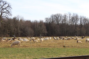 Karlsruhe Felder, Schafe Landwirtschaft
