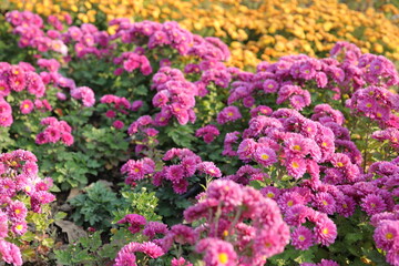 Chrysanthemums, sometimes called mums or chrysanths, are flowering plants of the genus Chrysanthemum in the family Asteraceae. They are native to East Asia and northeastern Europe. Most species origin