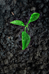 Tree sprout in the ground