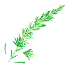 Rosemary. Watercolor vintage illustration. Isolated on a white background. For your design.