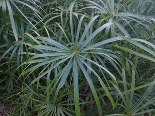 Fototapeta premium Natural background with detils of leaf palm