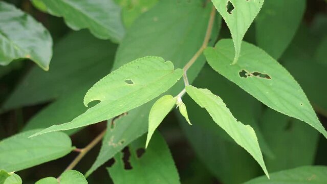 Trema orientale (also called Trema orientalis, Cannabaceae, charcoal tree, Indian charcoal tree) leaves. Extracts from leaves of related species (Trema guineense) showed  anti-arthritic.