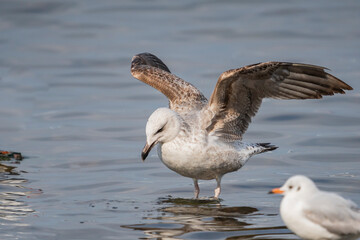 Yellow-legged Gull (Larus michahellis) with open wings on the water