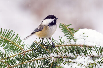 Obraz premium vermont, vt, nek, winter, snow, landscape, cold, road, nature, sky, tree, ice, white, mountain, frost, season, forest, country, scene, travel, frozen, trees, mountains, snowy, clouds, rural, 