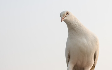 White domestic pigeon close up shot with copy space