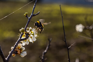 Abelha a polinizar flores