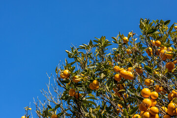 Laranjeira com fundo de céu azul