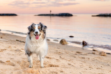 Obraz na płótnie Canvas mini aussie at beach during sunset with breakwater and rocks