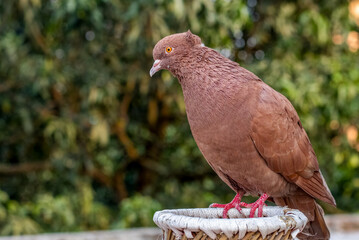 A domestic red pigeon standing on a bamboo cage close up shot