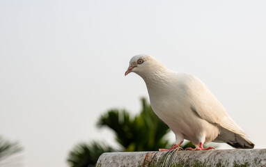 Close up shot of beautiful domestic pigeon under the cloudy sky with copy space