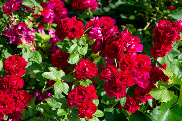 Garden spray red roses with bright buds.