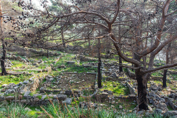 Ruins of the ancient city of Priene and pine trees, Turkey