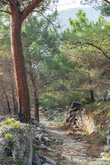 Ruins of the ancient city of Priene and pine trees, Turkey