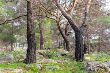 Ruins of the ancient city of Priene and pine trees, Turkey