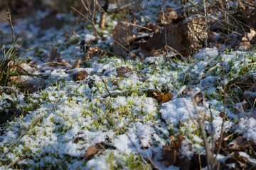 Fototapeta premium Topniejący śnieg, oznaki wiosny