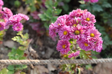Chrysanthemums, sometimes called mums or chrysanths, are flowering plants of the genus Chrysanthemum in the family Asteraceae. They are native to East Asia and northeastern Europe. Most species origin
