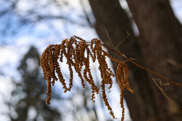 snow on tree