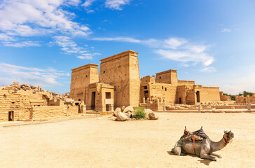 Philae Temple and a camel, beautiful sunny day, Aswan, Egypt