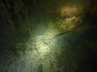 Two Cat fishes laying on the ground of the lake of biel, switzerland