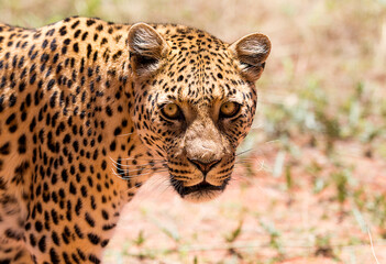 leopard looking in the wild